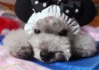 [Experience Sharing] In the hot summer, to prevent heatstroke, we need to change some habits for dogs