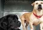 Don't be a fat dog's weight loss memory
