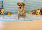 Denounce the rumor: Is it true that you cannot keep pets during pregnancy?