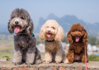 Dog spinal disc disease, magical acupuncture saves it!