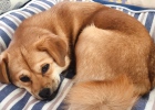 Care and solutions for pet bad breath