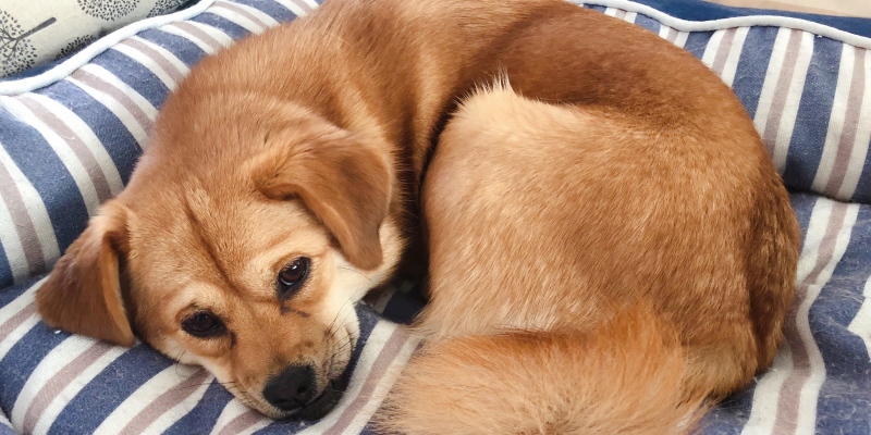 Care and solutions for pet bad breath