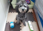 Grizzly bear growth diary: puppies lack calcium