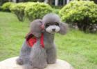Decoding: Why are small dogs always so fierce