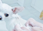 [Experience Sharing] Chihuahua bathing methods are widely released