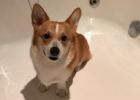 Sharing of dog experience in taking probiotics
