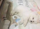 Feed your dog probiotics