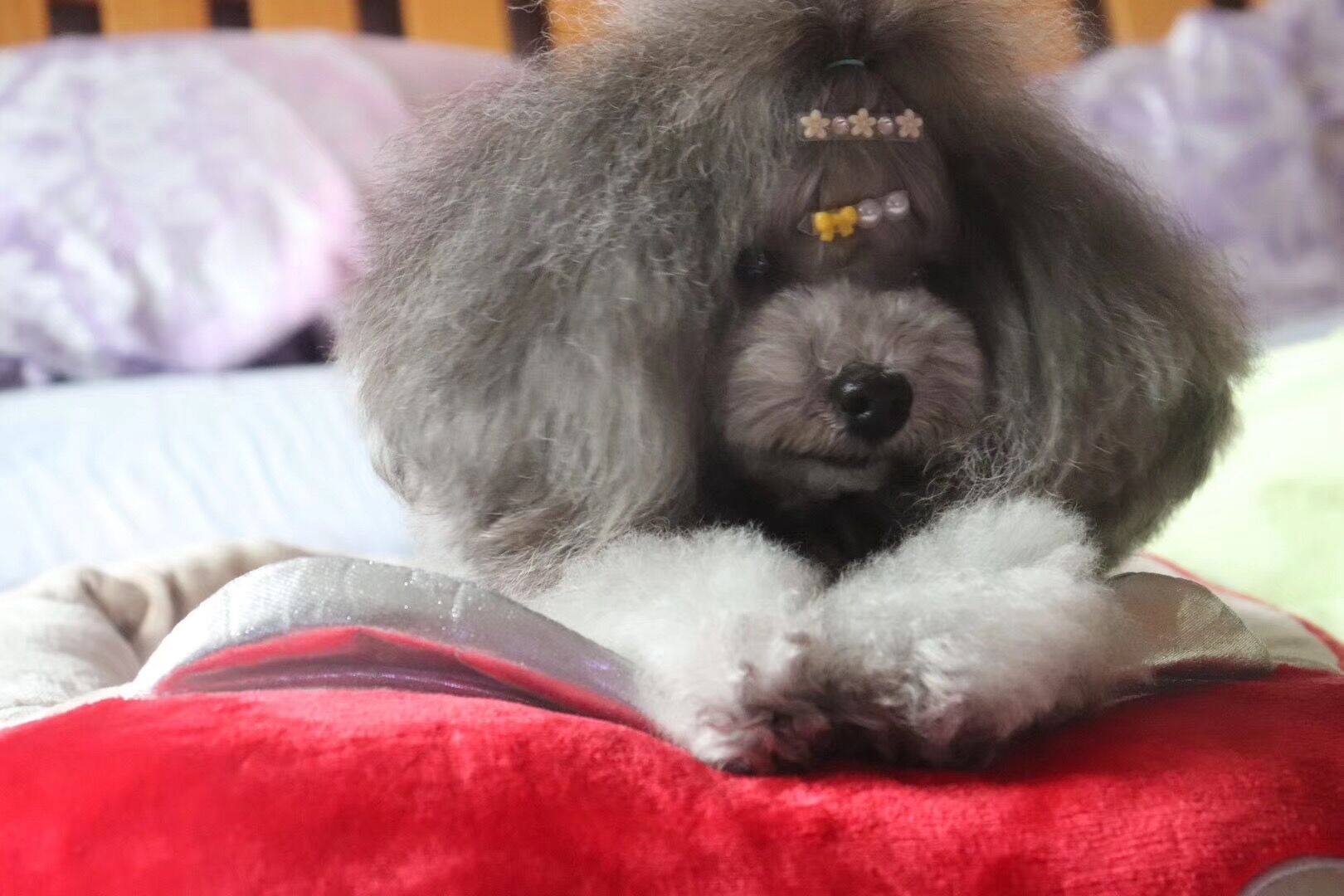 图片1