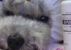 [Experience Sharing] How to treat dogs with ear mites?