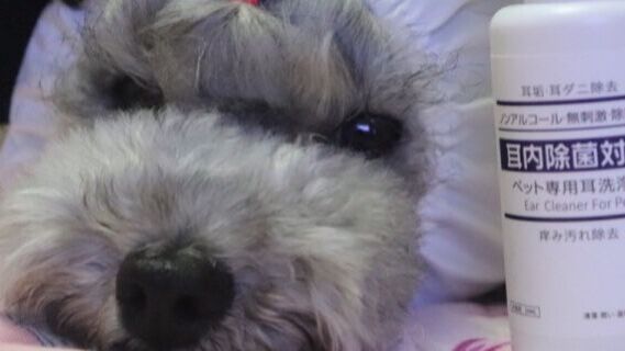[Experience Sharing] How to treat dogs with ear mites?
