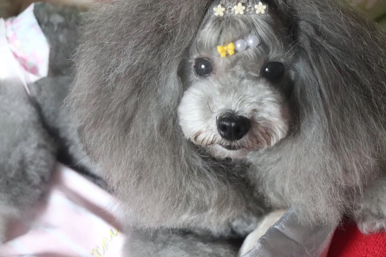 图片1