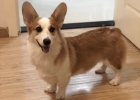 Don't be a little smelly--A guide to home bathing for dogs