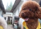 [Experience Sharing] What should we do when faced with dog barking?