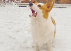 [Experience Sharing] Shh! Tell your dog to stop barking!
