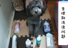 How to bathe your dog during physiological period