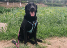 The bathing experience of a large Labrador dog