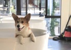 Sharing of dog bathing experience