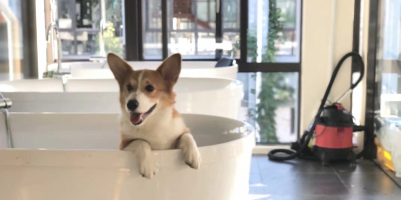 Sharing of dog bathing experience