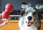 With KONG leaking toys, you are not afraid of demolition team dogs!