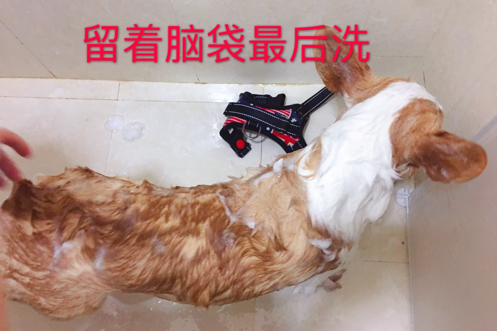 图片1