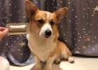 Evaluation of in vivo and in vitro anthelmintic drops for big pet dogs