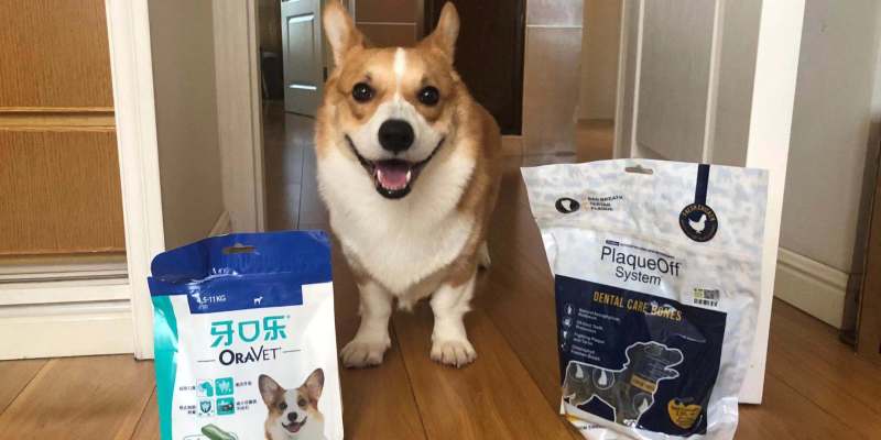 Dental calculus-an oral problem that cannot be ignored in dogs