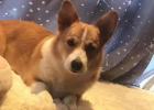 If you want a dog's stomach to be good, there must be no less transition from food change.