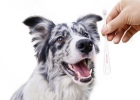 Prevent dental stones early and keep periodontal disease away from you!