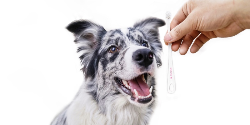 Prevent dental stones early and keep periodontal disease away from you!