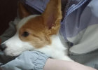 Dog dog plague and pneumonia, persist in fighting and never give up! (I wish you well in Wang Xing)