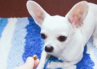 [Dog Food Exchange Experience Sharing] Kiki's Food Exchange Process ~~