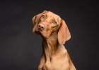Danger! Dog's fatal acute gastric torsion!