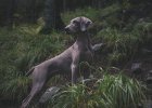Protect your joints and let your dog run!