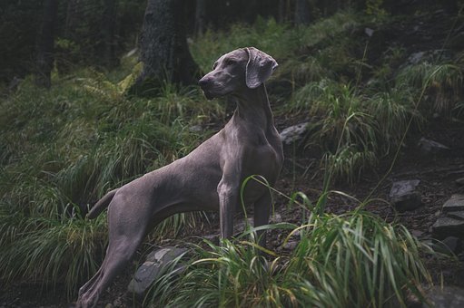 Protect your joints and let your dog run!
