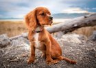 Guidelines for joint maintenance of small dogs