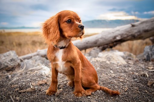 Guidelines for joint maintenance of small dogs