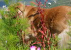 Do dogs have periods? How to spend the estrus safely