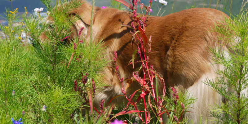 Do dogs have periods? How to spend the estrus safely
