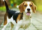How should dogs supplement calcium at different stages?