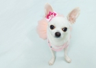 It's all the trouble caused by frozen chicken breast meat. It cost 1000 yuan to cure Chihuahua's enteritis