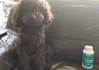 Probiotics-a must for families who raise pets