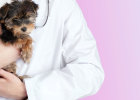 When a puppy arrives at home, more than 80% of all poop shovels will ignore this fatal problem
