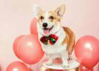 Keji Guoguo's picky food path, a suitable dog food is so important!