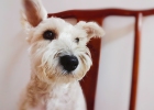 Say goodbye to bad breath so that you are no longer afraid of dog kisses