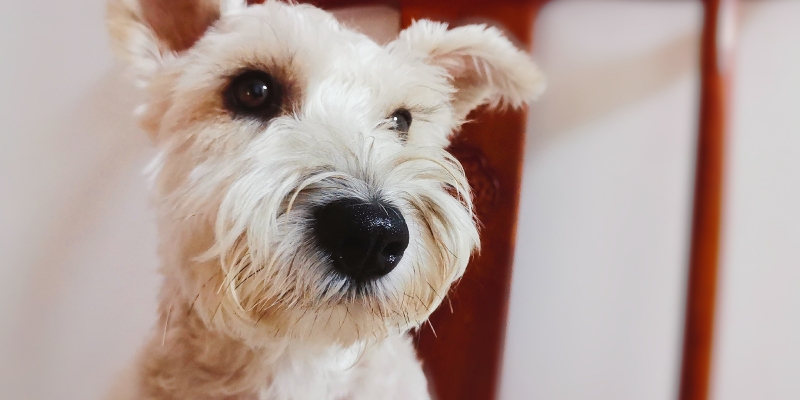 Say goodbye to bad breath so that you are no longer afraid of dog kisses