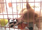 Tips for maintaining small puppy dogs: What do you need to prepare when a puppy arrives home?