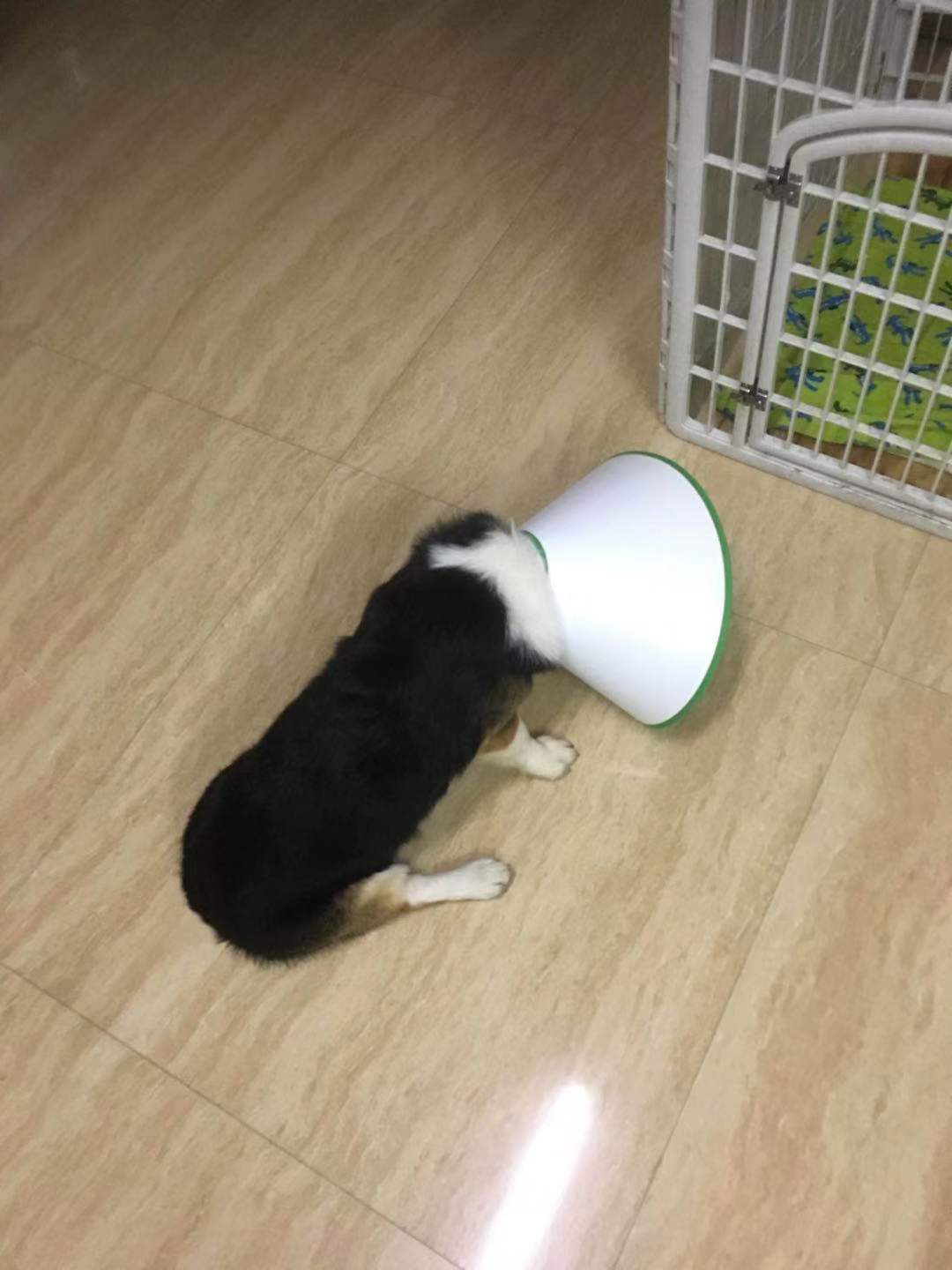 图片1