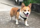 Joint problems with small and short legs