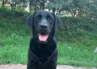Dogs should be prevented from picking up food when they go out. Indiscriminate eating will cause acute renal failure!