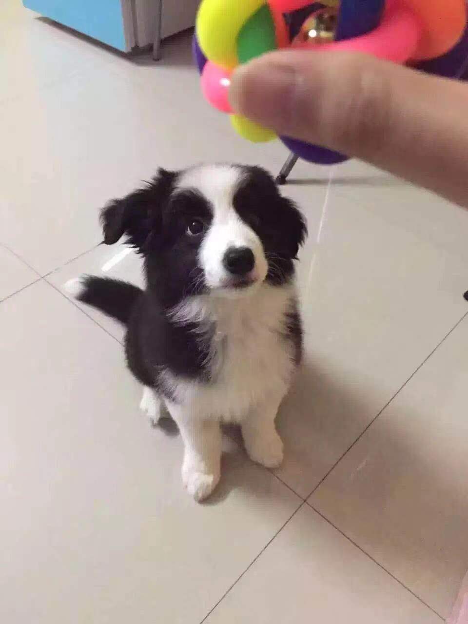 图片1